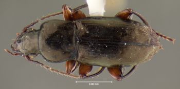 Media type: image;   Entomology 35441 Aspect: habitus dorsal view
